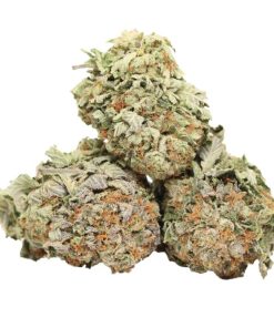 94 Monkey AAAA+ Indica