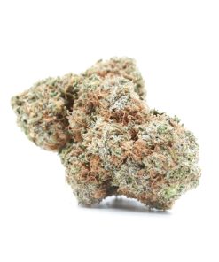 Chocolope AAA Strain