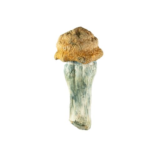 Code Blue Mushroom
