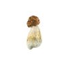 DC Melmac Mushroom