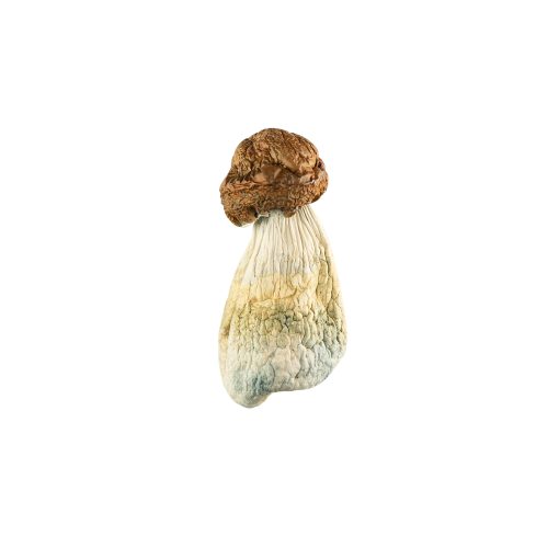 DC Melmac Mushroom