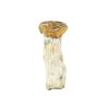 Golden Thrasher Mushroom