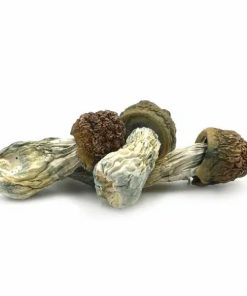 Penis Envy Magic Mushrooms 
