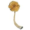 Psilocybe Caerulescens
