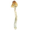 Psilocybe Mexicana 