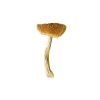 Stropharia Cubensis 