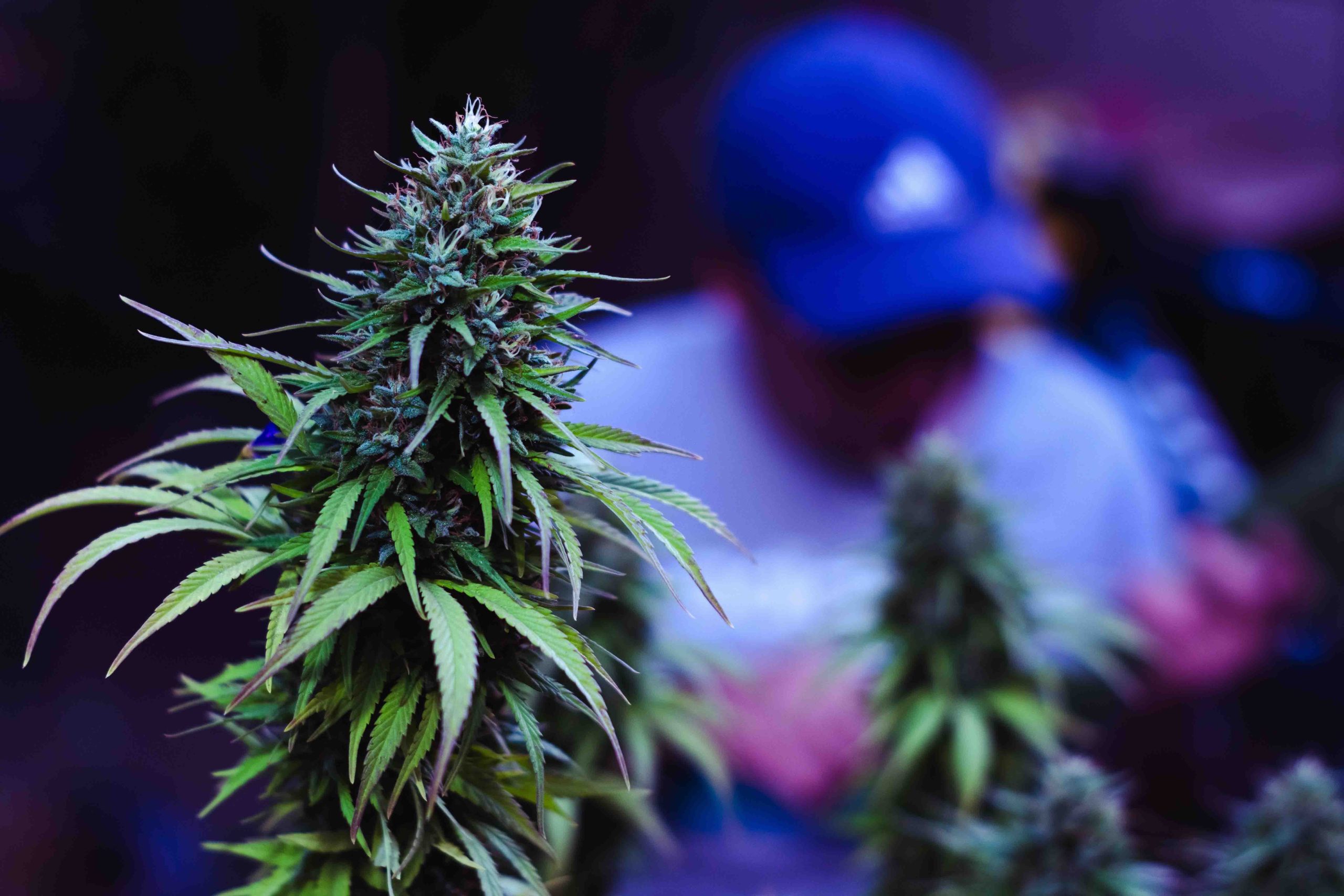 Cannabis Bulk Deal